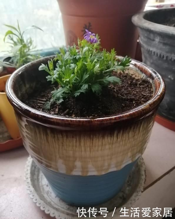  「很快」喜欢姬小菊的别花钱买，掐个枝埋土里，很快就长满一大片！