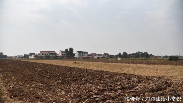  「玉米」国庆假期里的河南乡村，柿子挂满枝头，街道被玉米占领