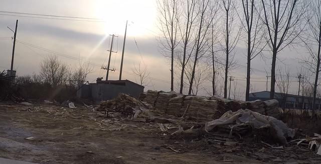 农村创业项目，杨树加工，一年买车买房娶新娘