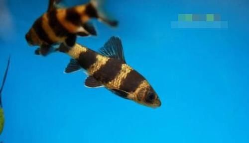  #花花#钓了条怪怪的鱼，我们这里叫“花花媳妇”，钓友们吃过吗