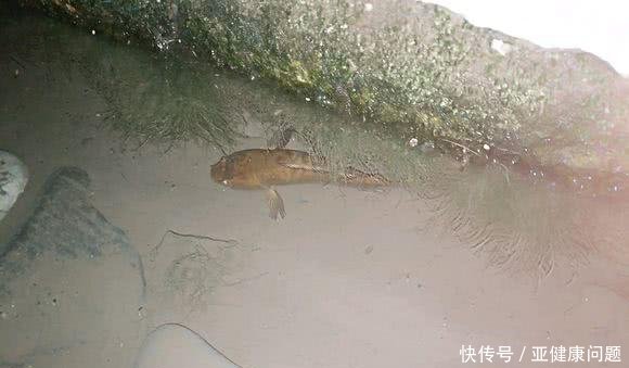 生态杀手江苏河道现怪鱼，引发关注，有人担忧其泛滥