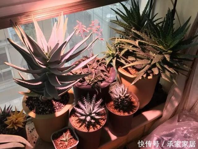  保活：养花小技巧：养花全靠1句话，100%保活！