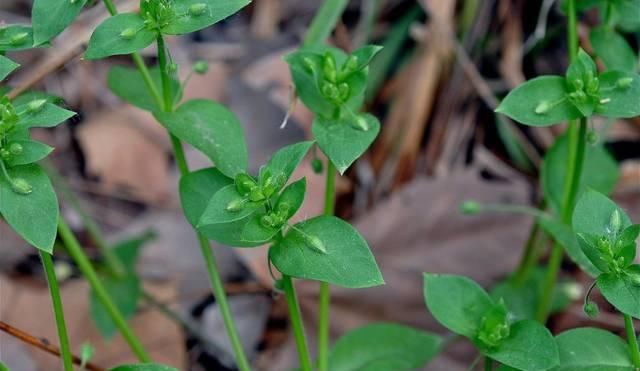  「殊不知」农村一大“恶草”，过去农民见到就拔掉，殊不知是稀罕降压野菜