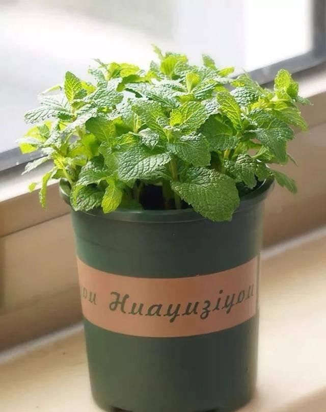  『适宜的生长』卫生间有异味？养几盆“香味植物”，除味效果棒，好看又好养