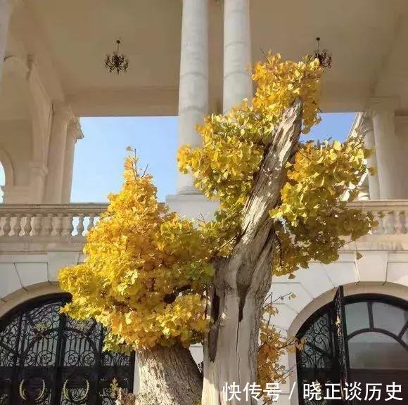  #值钱#这3种盆景可以养成传家宝，再穷也要养，越老越值钱！