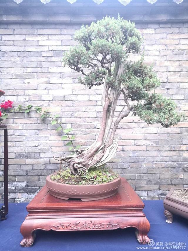 #盆协#徐州收藏家协会(盆景协会和铁路盆协)回龙窝微型盆景