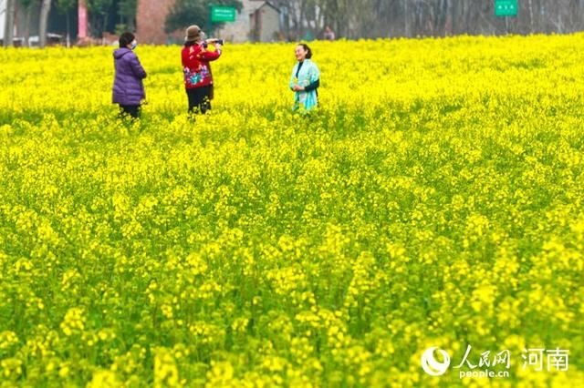  油菜花：河南光山：万亩花海惹人醉