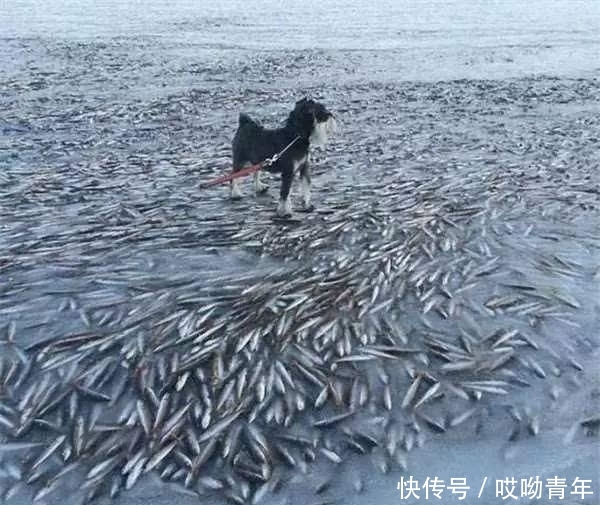 男子在结冰的湖面上溜冰,往湖面下一看,竟让他差点吓到心脏病发