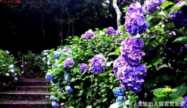  品种|欧洲庭院很常见，被误认为是欧洲花卉，其实它是中国本土花卉