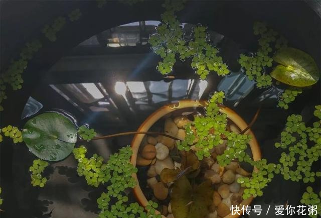  「虾红素」养鱼达人，要不要自己动手做鱼粮