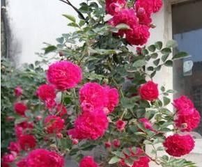 「神气」净化空气,耐寒耐寒,好神气,蔷薇花科红木香,买来一颗闻香气。