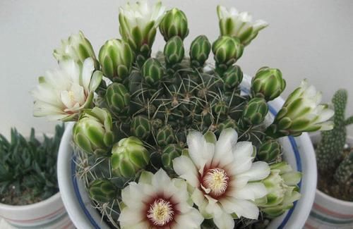  「芳香」喜欢养花就选这种，花期长，芳香熏满屋，是居家阳台盆栽的佳品