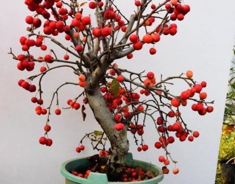 这种植物果实像苹果 现在数量稀少 野外见到要珍惜