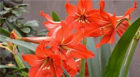  『记住』养好朱顶红，这些要点要记住，开花多又漂亮