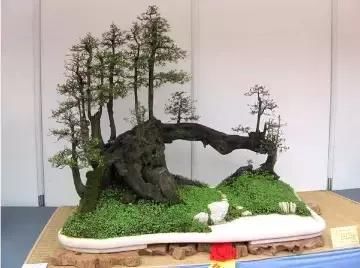 盆景展 ,美美美 !