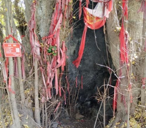 秦岭中国最美公路旁，一颗4000年银杏美成童话，不输观音禅寺