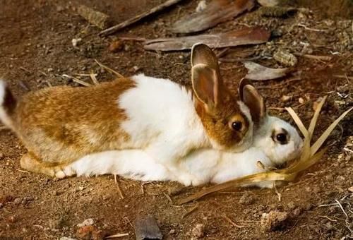  [兔子]兔子繁殖快，农村为什么不养殖兔子致富？听完过来人的分