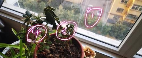  发黄萎蔫@同一个花盆里的两株杜鹃花，一株正常，一株萎蔫怎么回事？