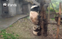 霸气羚牛哥，“奶凶”熊猫姐，神奇动物在这里!