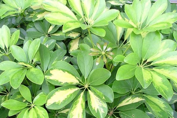  【热越】这四款植物养在家里，天越热越疯长，花开美艳迷人