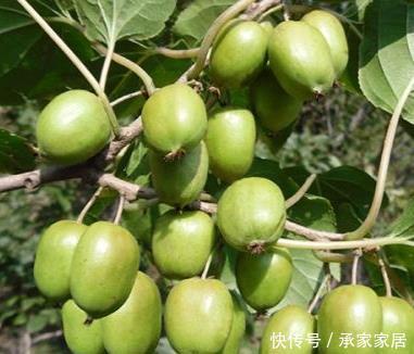 『养上』家有庭院、阳台，不妨养上这2种果树，好养易活，新手也能养好