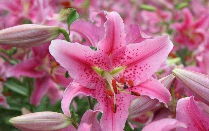  『百合花』3种切花养在家，花朵硕大花期长，一盆开花100朵，天天能赏漂亮花