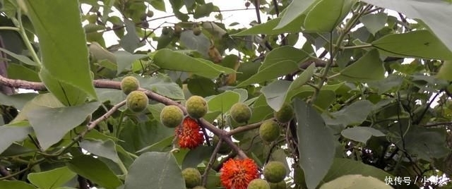  「构树果」浑身是宝，却丝毫不受待见，农村这种树木为何会沦落到这般田地？