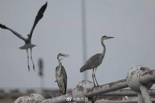 3小时发现26种水鸟！青岛原来藏着这么多观鸟圣地