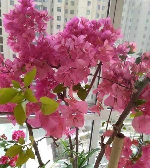  【三角梅】家里养什么花好这3种，爱开花，年年旺，一年比一年价值高