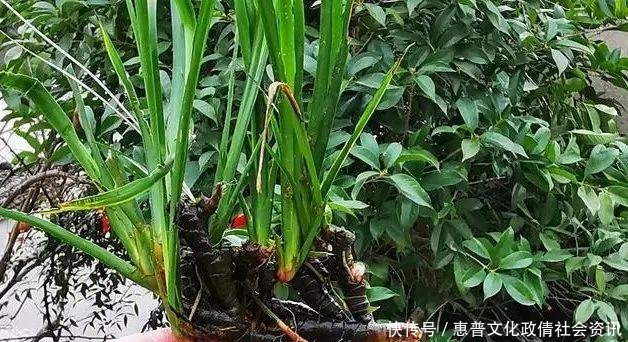  好摄农夫：这两种植物和兰花最容易混淆，简单的2点，就可以区分清楚