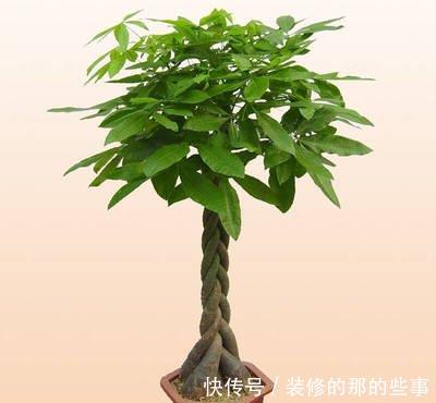  「身心健康」喜欢室内养绿植，就养护有利身心健康，长势茂盛的3种绿植