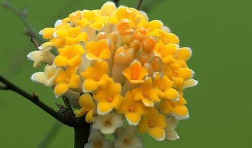  #古老#1种古老花卉，开花漂亮，花香浓郁，传言枝条打个结能实现愿望