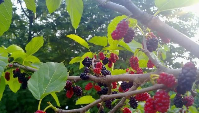  「家门口」门前栽树有门道？这5种树能“镇宅”，这3种不能栽，