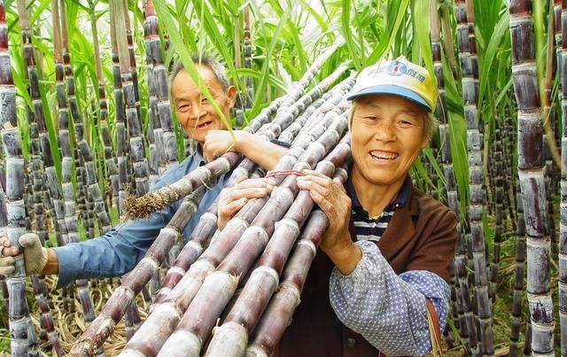  【卖不动】去年800元一吨，今年500元一吨卖不动发霉，农民：都是跟风惹的祸