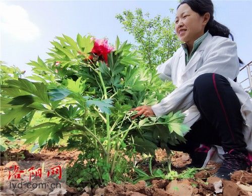  『牡丹』牡丹、芍药组间杂交品种开花 色泽艳丽