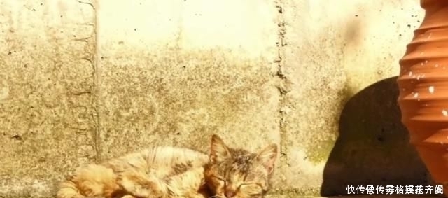 奶奶■瘦弱老猫流浪多年,因一碗剩饭而“隐居”村庄,每天凌晨叫醒奶奶
