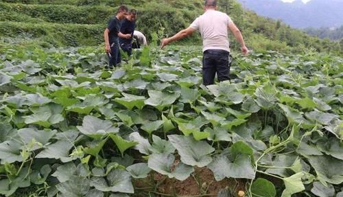  「南瓜种子」南瓜又称为“懒人蔬菜”，简单几步种植好，南瓜吃不赢
