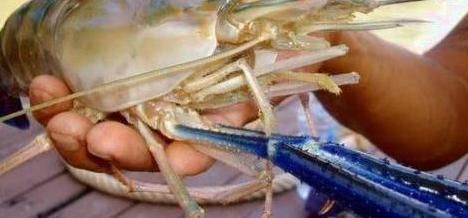 「至少」湄公河大虾一只至少一斤，泛滥成灾后，为何中国吃货说不敢吃？