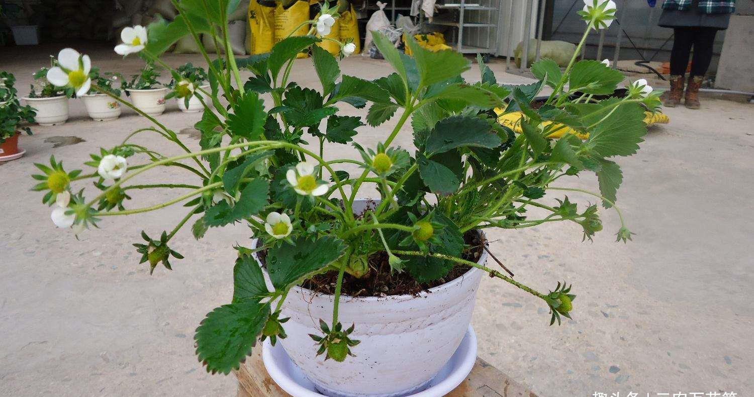 『外界因素』种植技术:盆栽草莓为什么不开花,让草莓开花的六个技巧!