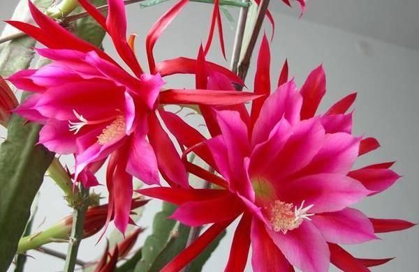 「得像」这两种花长得像亲兄弟,可是从来没有办法一起开放