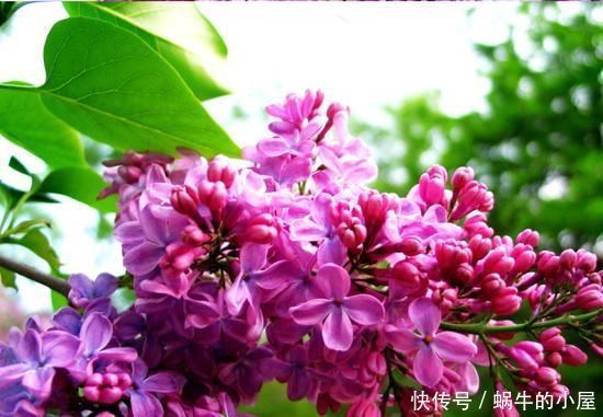  植物■院子里养这几种花，好看又好养，十里飘香，邻居看见都羡慕