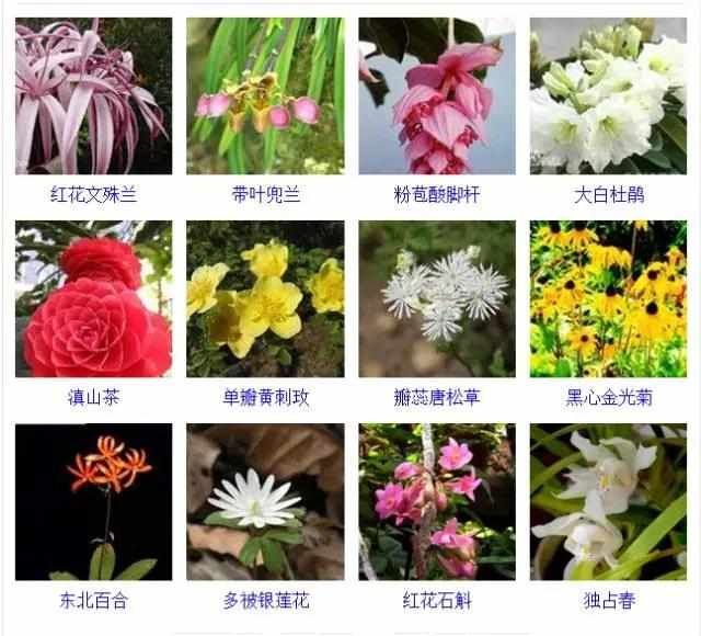 【品种】400种 · 观花植物品种大全，值得收藏