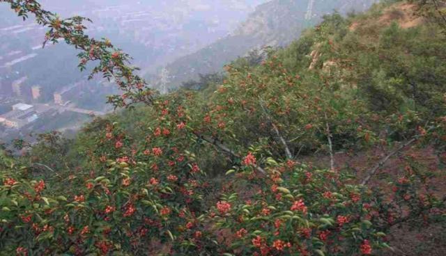 农村山上一种“小葡萄”，120元一斤价值珍贵，农民开始大量种