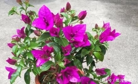 适合@4种人不适合养花,家里的盆栽绿植很快就死,白花钱!