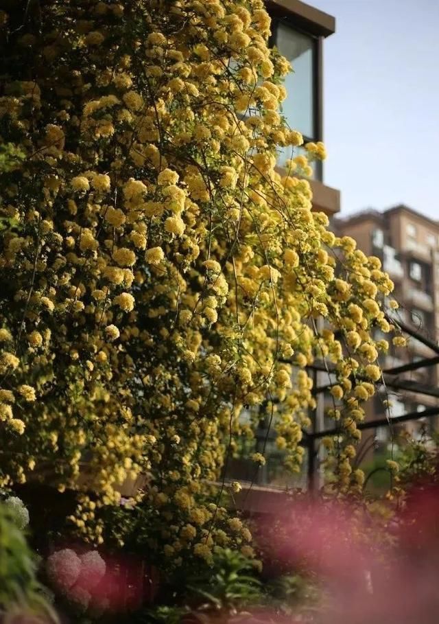  「繁花」100㎡的院子，用6年从荒地到繁花，她用热爱建起梦想花园！