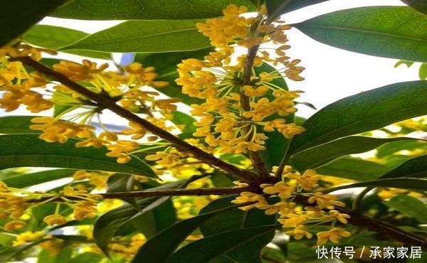 『桂花生长』受人喜欢的桂花十里飘香,掌握这几点养护技巧,最后堪称桂冠之作