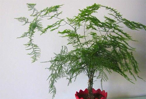  『养花』养花可修身养性，文竹受欢迎，掌握好的修剪方法，姿态秀美
