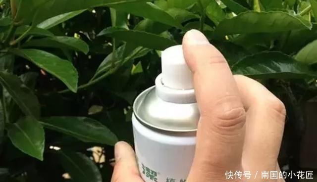  【花别买】养花技巧：遇到这6种花，白送都不要，轻则养残，重则养不活！