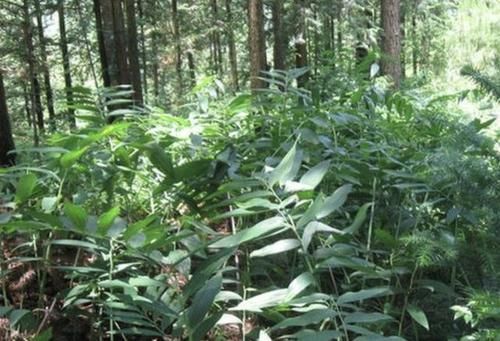 「黄鸡」郊外的1种“植物”,被称为“黄鸡菜”,别忽视它,一斤“22元”