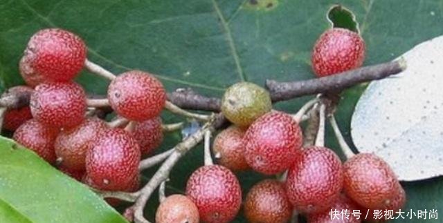 这种野果长得像樱桃，如今成为了稀罕货，20元1斤